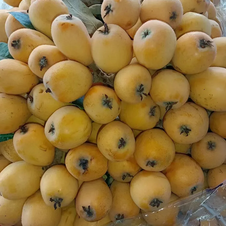 大五星枇杷嫁接苗  耐寒耐冻  南北方可种植