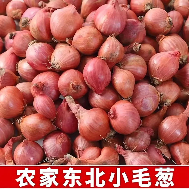东北农家毛葱带箱5斤