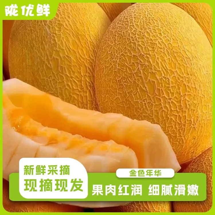 陇优鲜 民勤沙漠蜜瓜金色年华脆嫩可口软脆皆甜皮薄肉厚坏果包赔