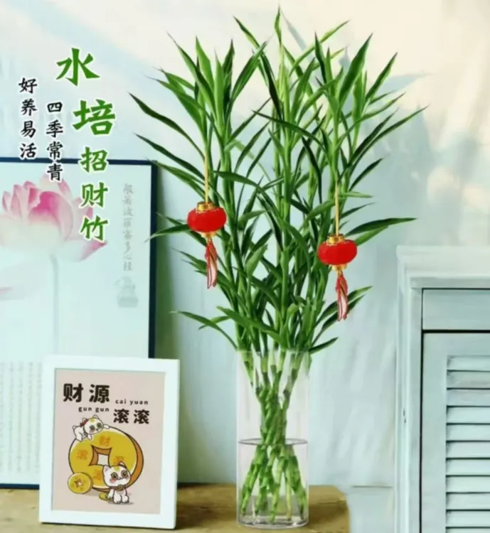 【聚财好运】招财竹0.6-1.1米高水培绿植花卉盆栽好养易活四季常青