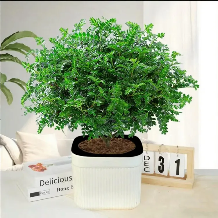 清香木盆栽送欧雅盆绿植四季好养客厅阳台花卉吸甲醛