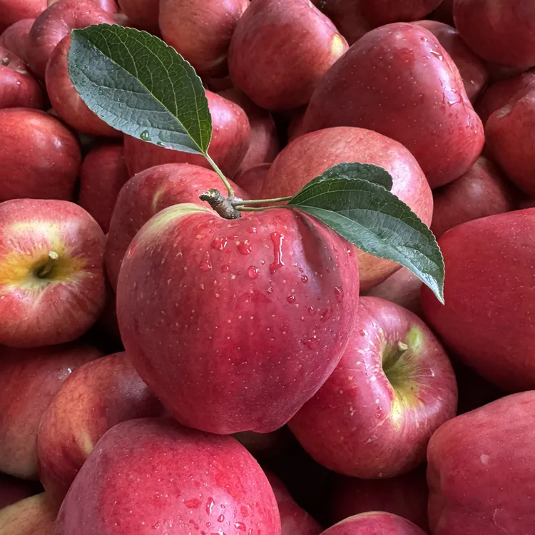 正宗云南昭通早熟红露丑苹果新鲜采摘脆甜多汁水果