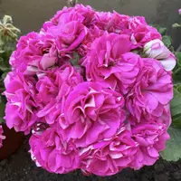 《格鲁申科》天竺葵