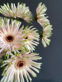 婵之语花咖雅加达非洲菊  鲜切花