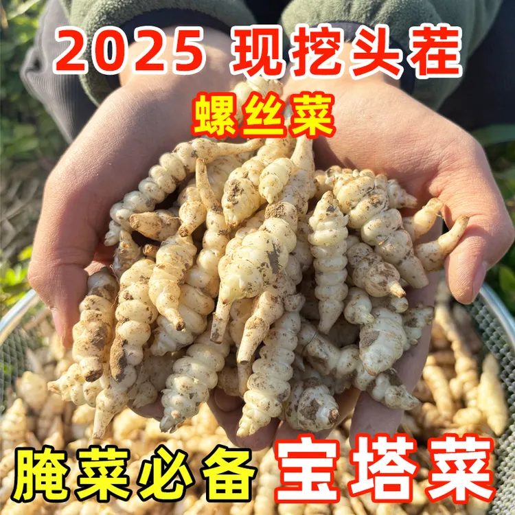 宁夏新鲜现挖螺丝菜地溜子宝塔菜可腌制泡菜