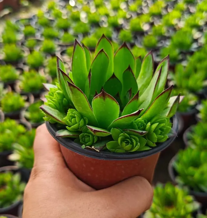 多子观音莲多肉植物多子多福盆栽室内阳台绿植老桩景花卉好养易活