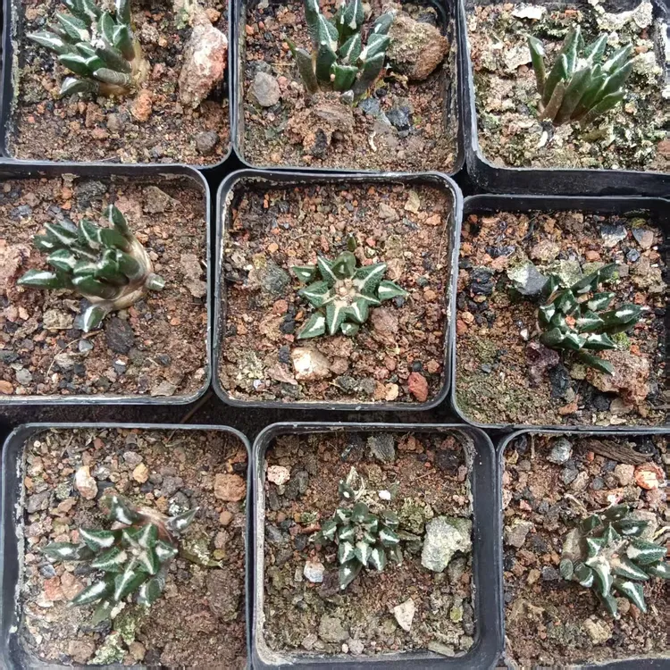 黑牡丹-脱土脱盆发货，一单包邮，偏远除外