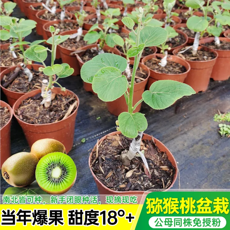 猕猴桃树果苗绿心软枣雌雄同株嫁接苗南北方种植爆甜水果树果苗