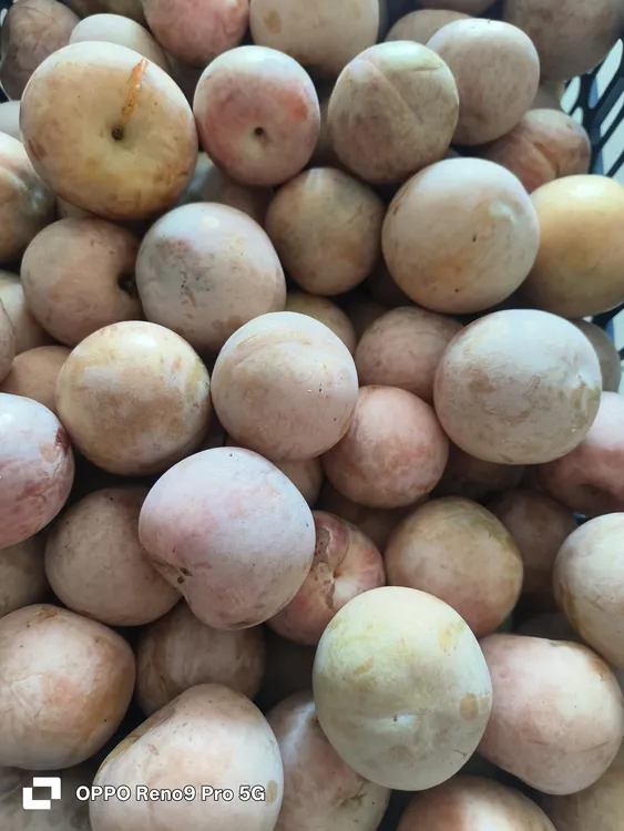 南漳十八转农场，芙蓉红心李