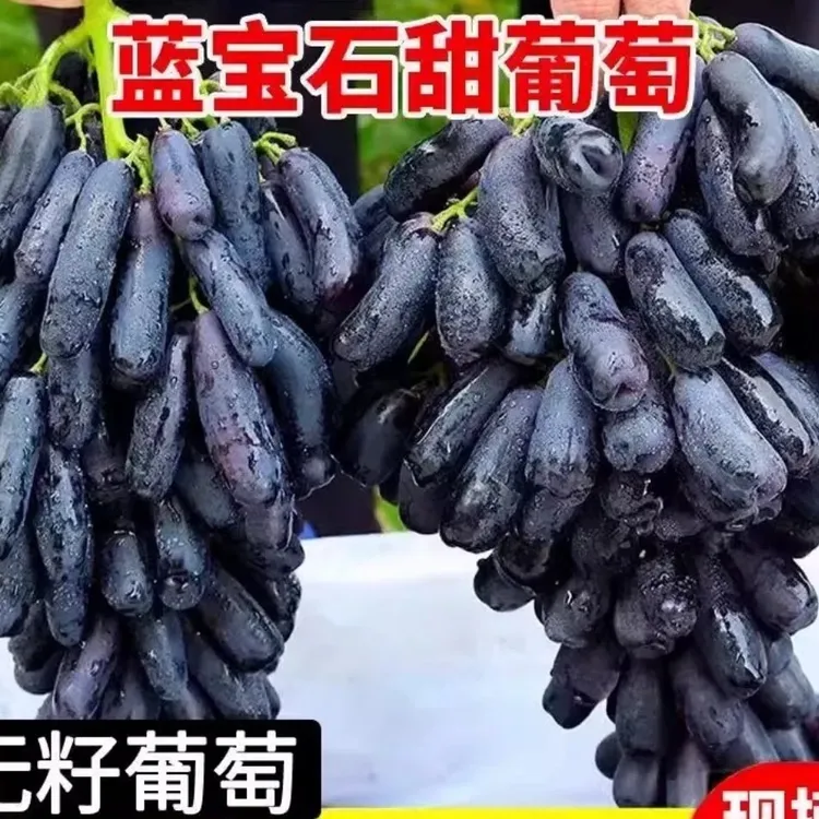 【顺丰包邮】陕西蓝宝石金手指葡萄无籽黑提子水果饱满肉厚香甜