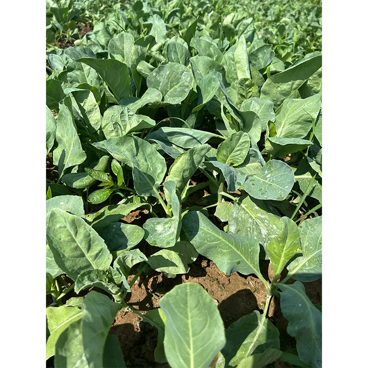 【顺丰包邮】江东新鲜芥兰芥蓝菜农家甘蓝现摘现发时令蔬菜当季菜