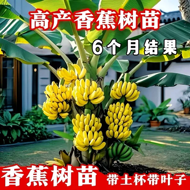 中蕉9号香蕉树苗当年结果矮化皇帝蕉粉蕉南方桂一香蕉苗四季盆栽
