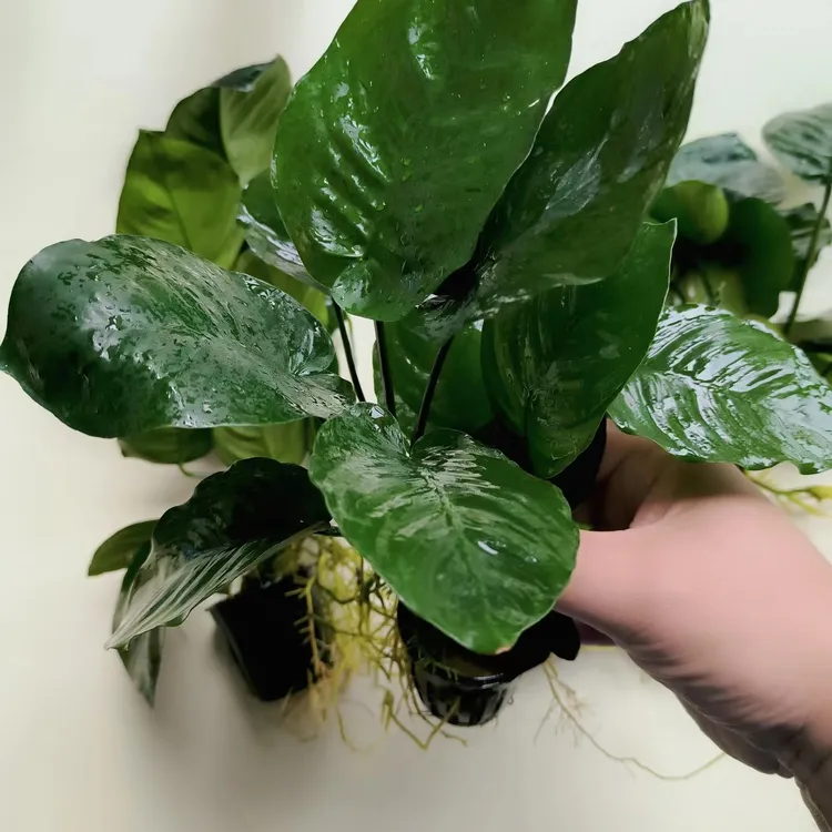 小巴榕大巴榕懒人水草无需种植无需二氧阴性弱光水草