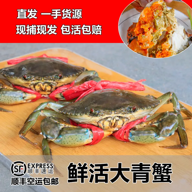活发福建青蟹 红膏蟹肉蟹红鲟菜鲟螃蟹鲜活发货特大海蟹海鲜包邮