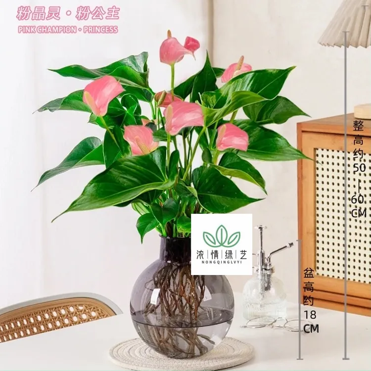 【带花发货】粉精灵粉掌四季开花绿植室内客厅水培花卉盆栽50-60cm