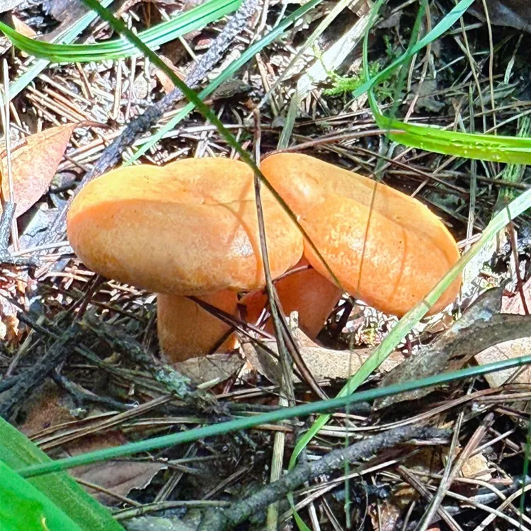 新鲜枞树菌谷熟菌三九菇松树菌重阳菌寒菌燕来覃谷熟菌顺丰包邮