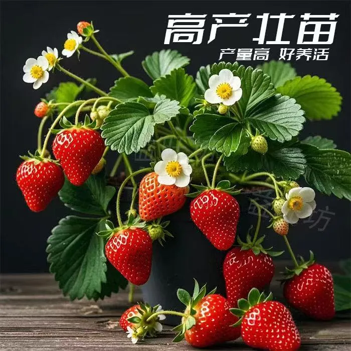 四季可种红色系列草莓苗原盆原土适合盆栽阳台庭院种植新苗发达盆