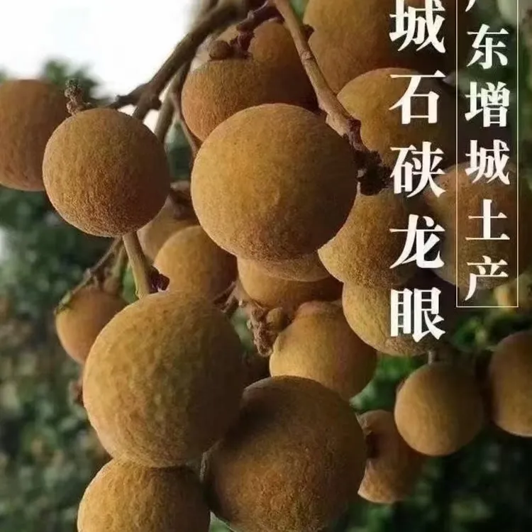 现摘增城石硖龙眼（广东省内包邮）