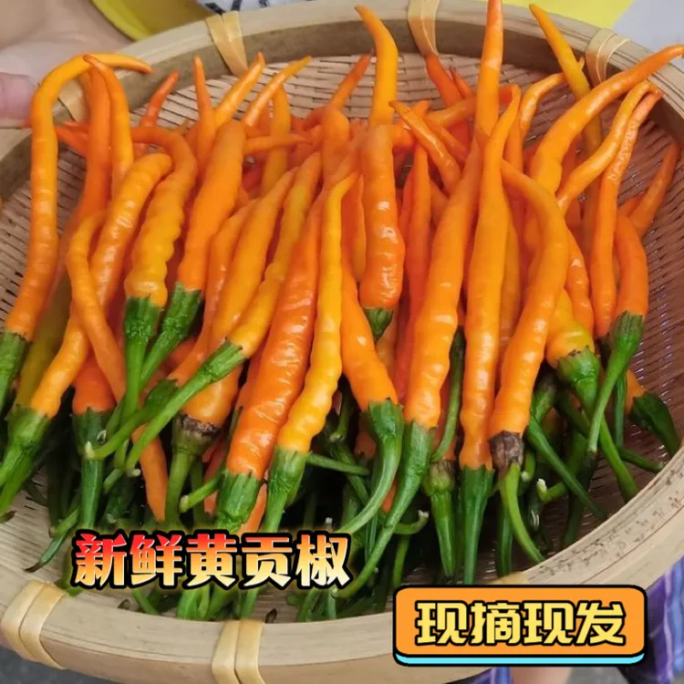 【品质精选】新鲜黄贡椒超辣香辣沙地黄辣椒现挖直发精选采摘