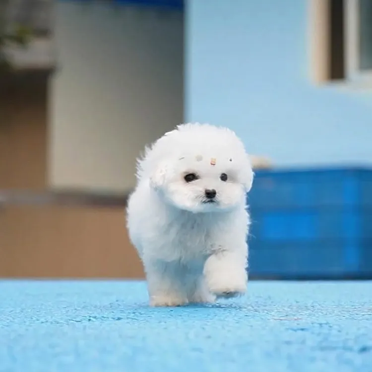  10.31拍摄13号比熊弟弟小狗宠物狗