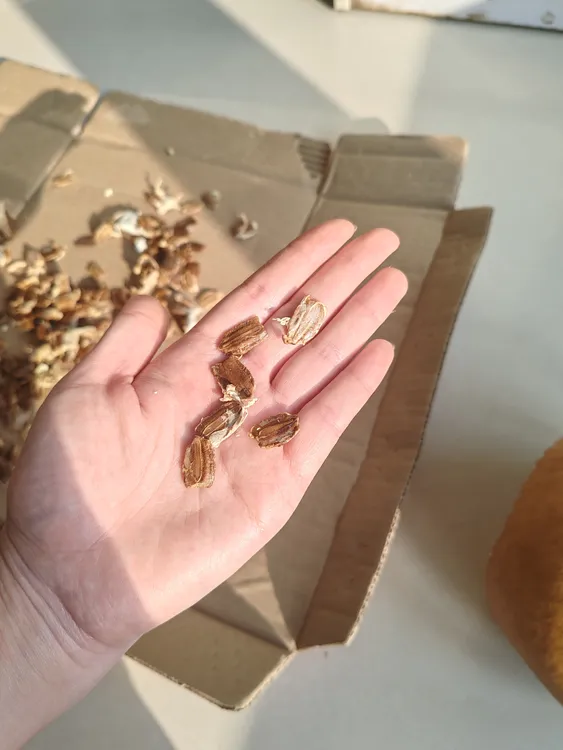 文玩葫芦，苹果种子20元10颗，包邮