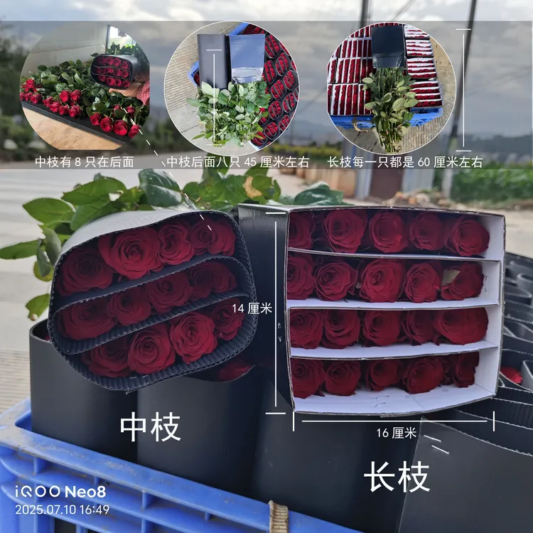 【基地现采直发】云南红玫瑰鲜花玫瑰花高原红新鲜摆摊鲜花批发520