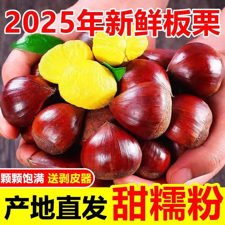 高山板栗头茬新鲜大板栗甜香粉糯好剥皮锥栗开口器毛栗油栗