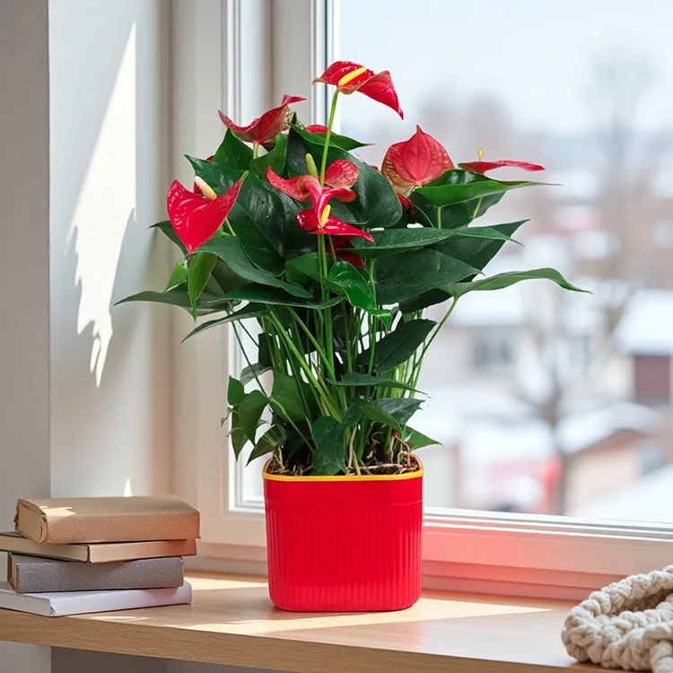 红掌盆栽绿植一帆风顺花卉植物室内阳台客厅可水培绿植美观绿植