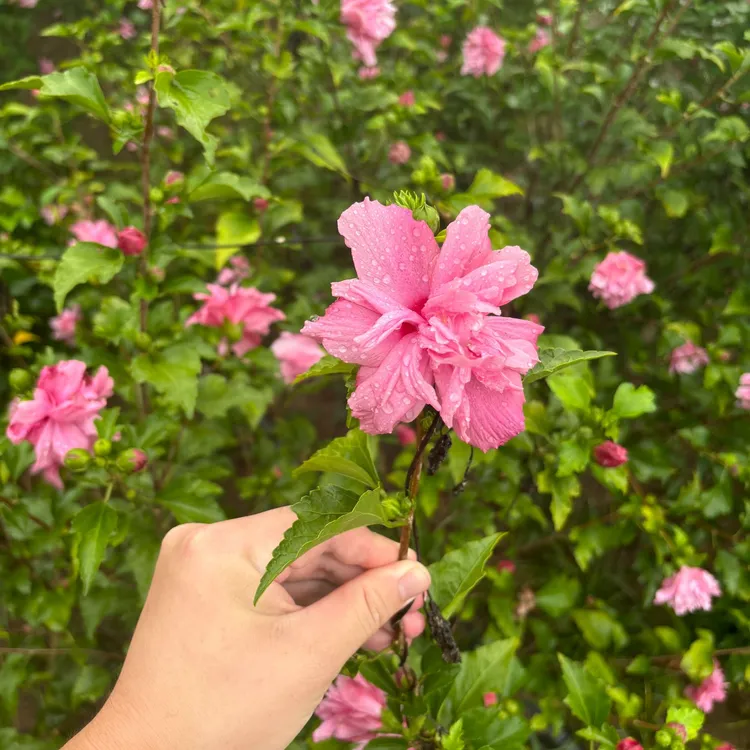 【重瓣带土发货】重瓣大花木槿花现挖现发不怕冷南北方种植花卉绿植