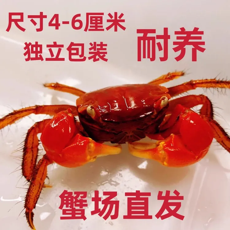 相手蟹淡水螃蟹活体观赏蟹桌面爬宠水果蟹相守蟹宠物蟹水族