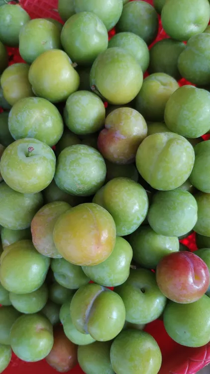 云南新鲜当季酸脆三月李孕妇水果整箱包邮