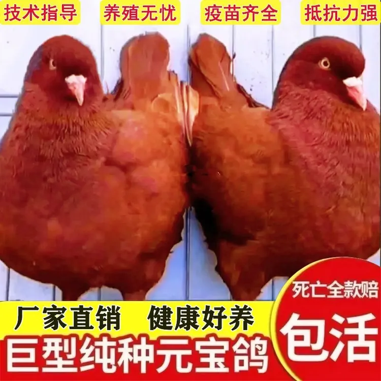 大体元宝鸽观赏鸽种鸽活体鸽子公母鸽巨型鸽子专业下蛋窝