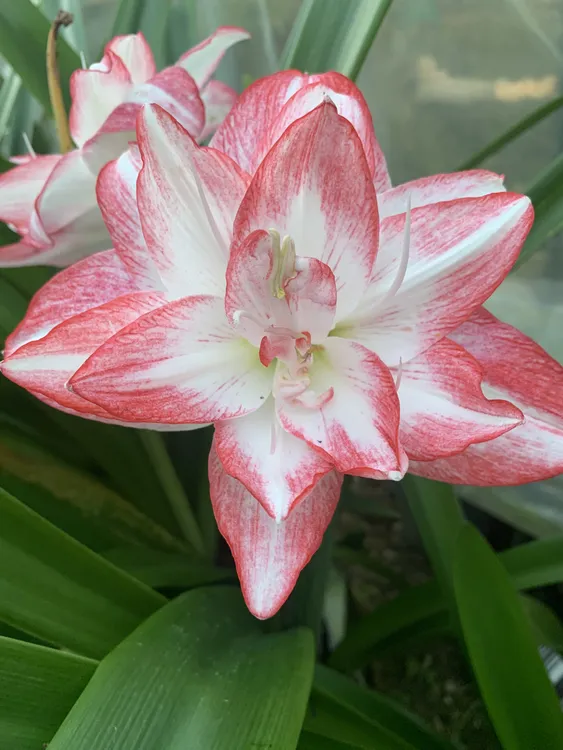 花孔雀重瓣朱顶红种球四季开花室内阳台盆栽好养活包对版