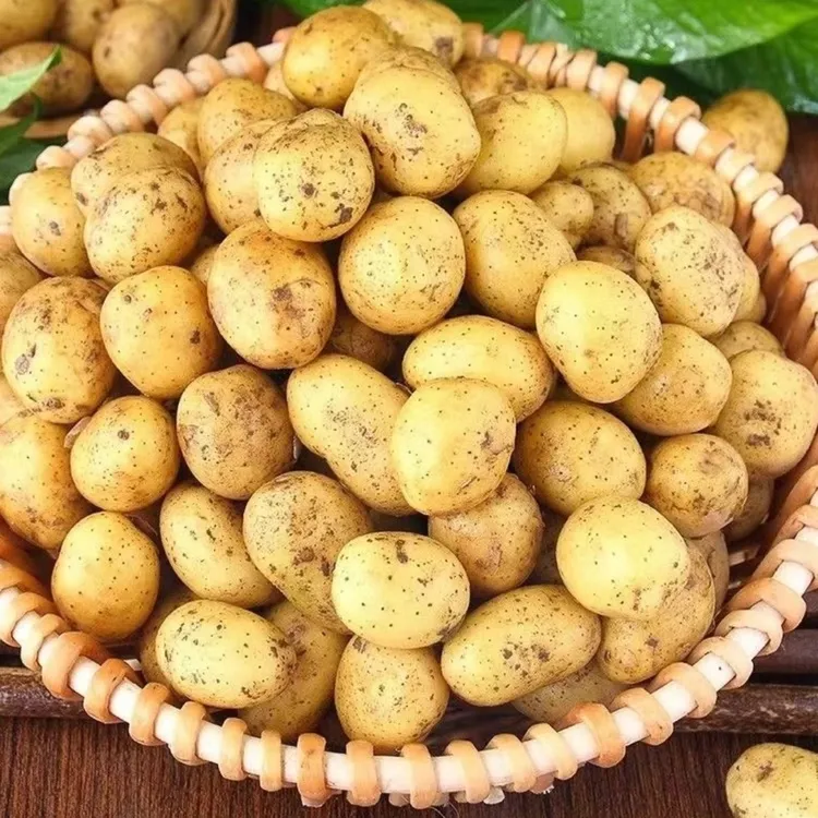 包邮，恩施高山现挖新鲜黄心迷你小土豆洋芋马铃薯