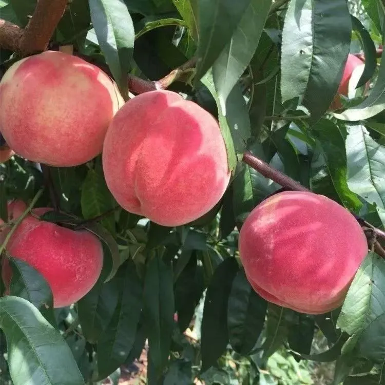 五月红水蜜桃树苗嫁接桃树苗脆甜桃子树苗南方北方种植当年结果苗