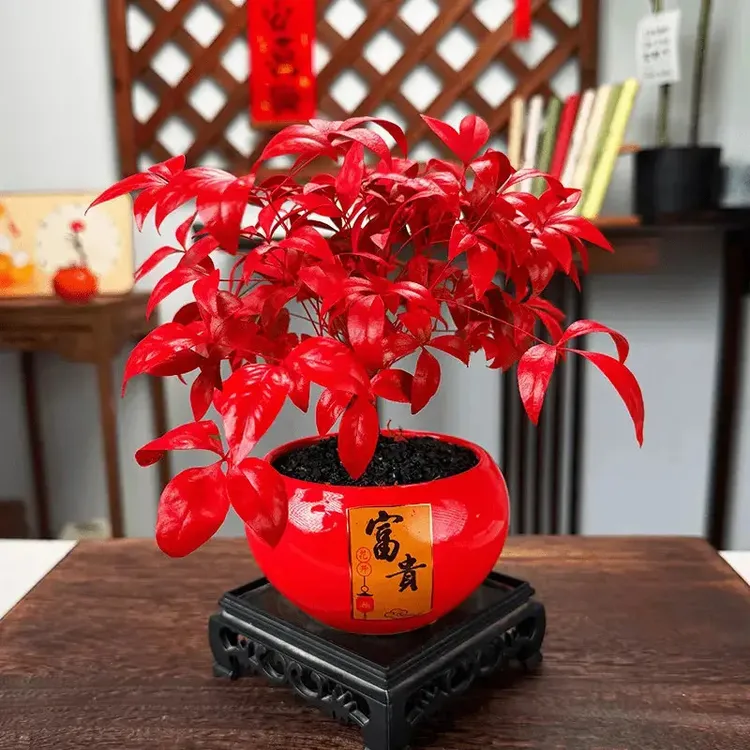 火焰南天竹盆栽耐寒好养易活室内客厅书房观赏年宵花盆栽商品图