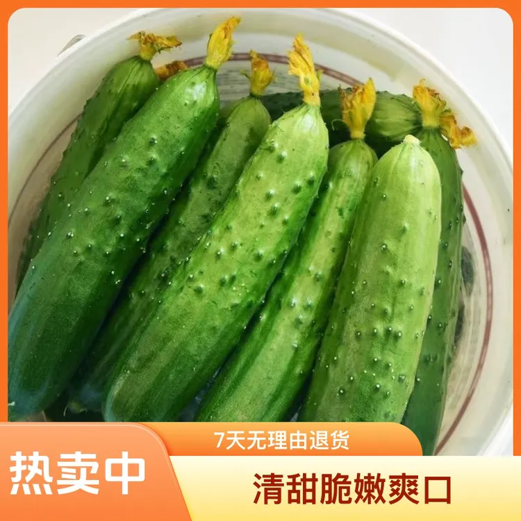 东北现摘现发脆嫩小旱黄瓜新秧头茬旱黄瓜每天早上现摘