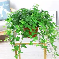 常春藤盆栽室内垂吊植物四季常青好养吸甲醛净化空气