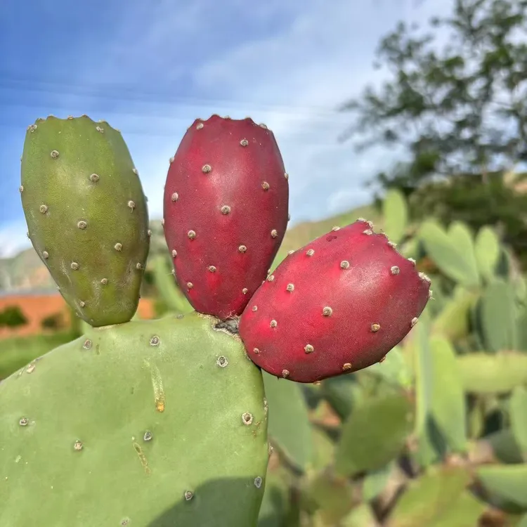 正宗可种植滇红果实仙人掌叶片观赏绿植啤酒仙人掌科多肉多肉植物