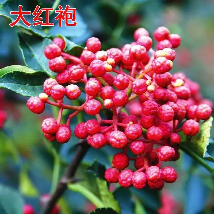 花椒苗大红袍花椒苗南北方种植根系发达