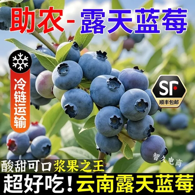 【中通冷链】蓝莓鲜果新鲜应当季高端水果云南蓝梅现摘特大果水果