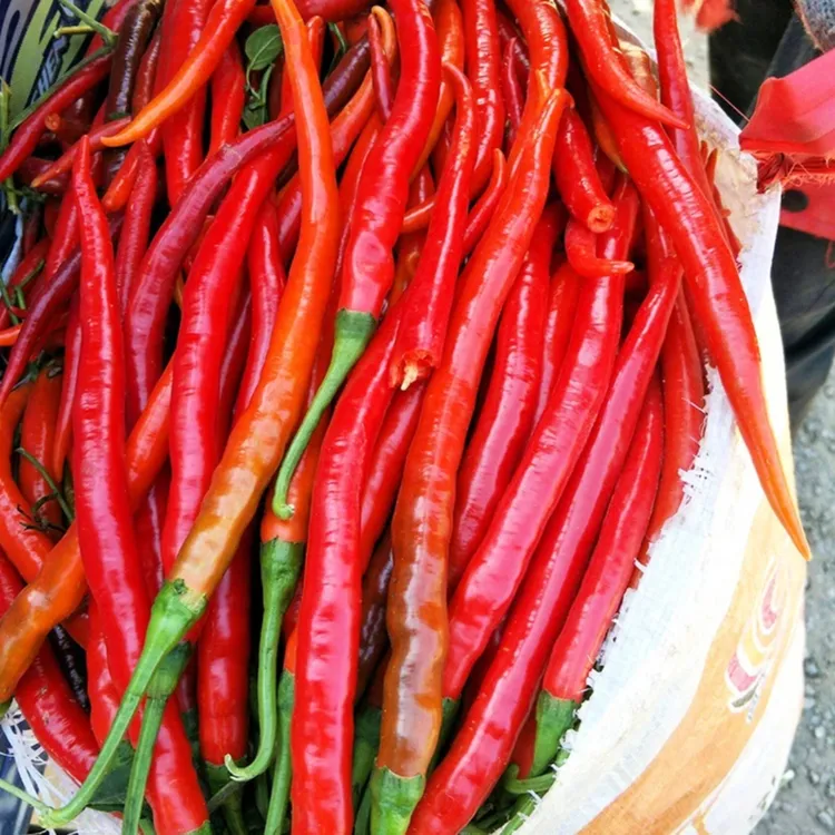 红线椒种子家庭盆栽地栽阳台小院菜园四季种植