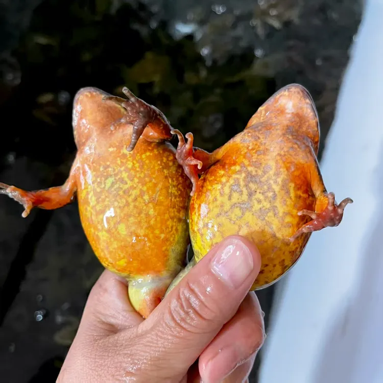 东北鲜活黄肚子河鲜 水产母蛙 送酱