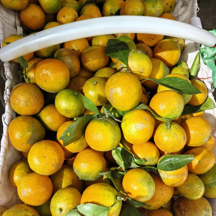 贵州老品种酸橘子早熟小桔薄皮水果不催熟不打蜡绿皮黄皮