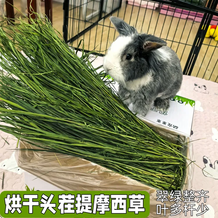 25年烘干提摩西草头茬叶子多兔兔干草荷兰猪提摩西草龙猫兔子粮草