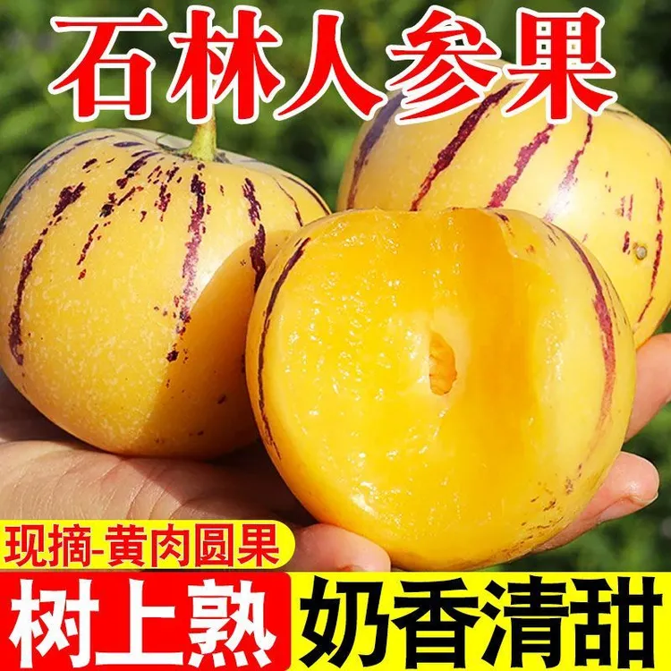 【低糖】应季奶香云南石林人参果黄肉树上熟新鲜水果