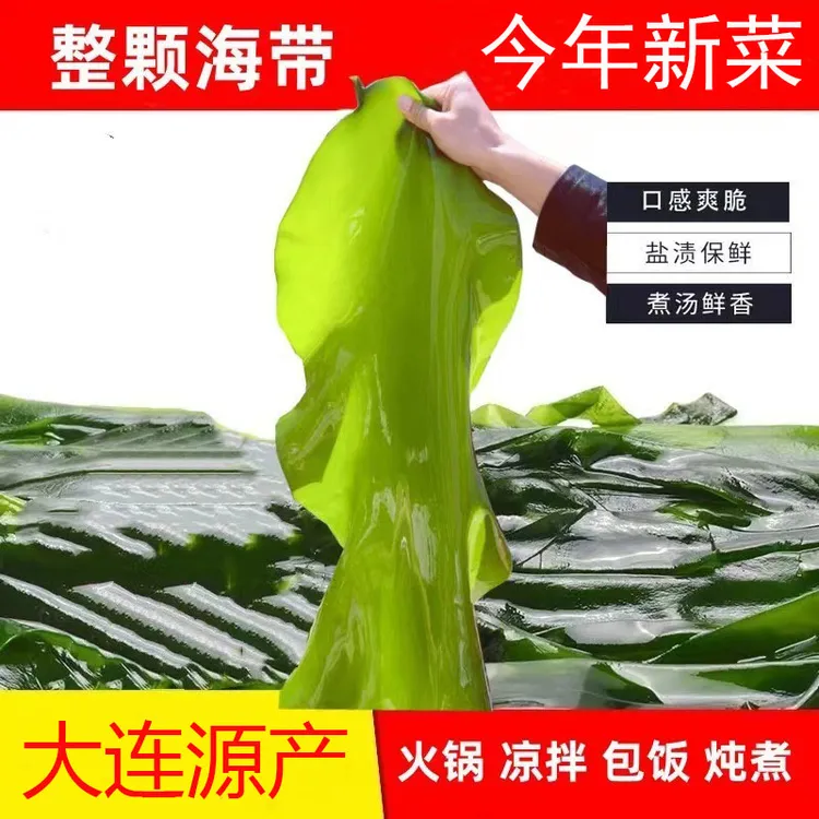 大连海带鲜嫩盐渍整颗海带 带箱5斤 少盐凉拌炖煮火锅-kk