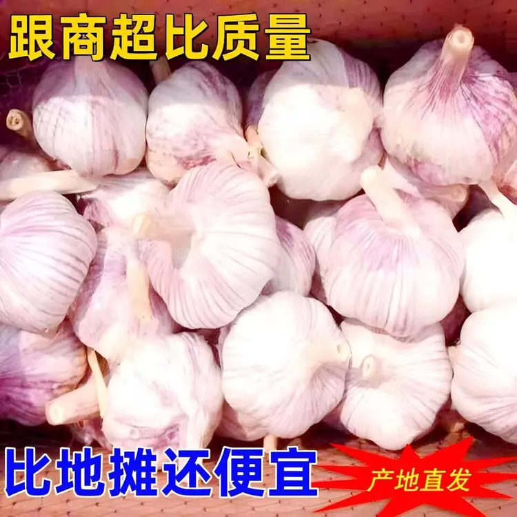 《高品质农家新干蒜》河南杞县紫白皮农家自种大蒜产地直发整箱批发