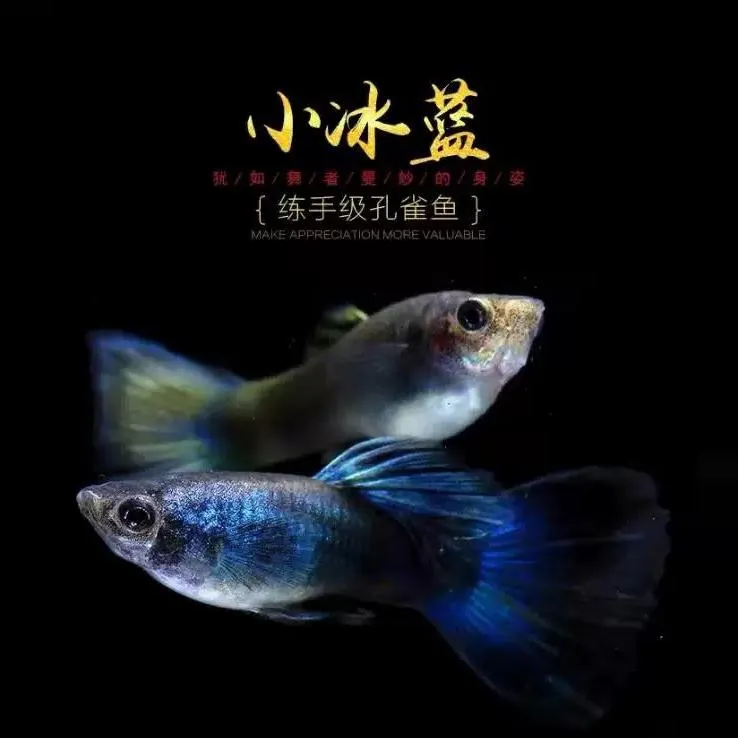冰蓝孔雀鱼墨兰纯种孔雀鱼蓝礼服小型热带鱼鱼苗观赏鱼蓝尾胎生鱼