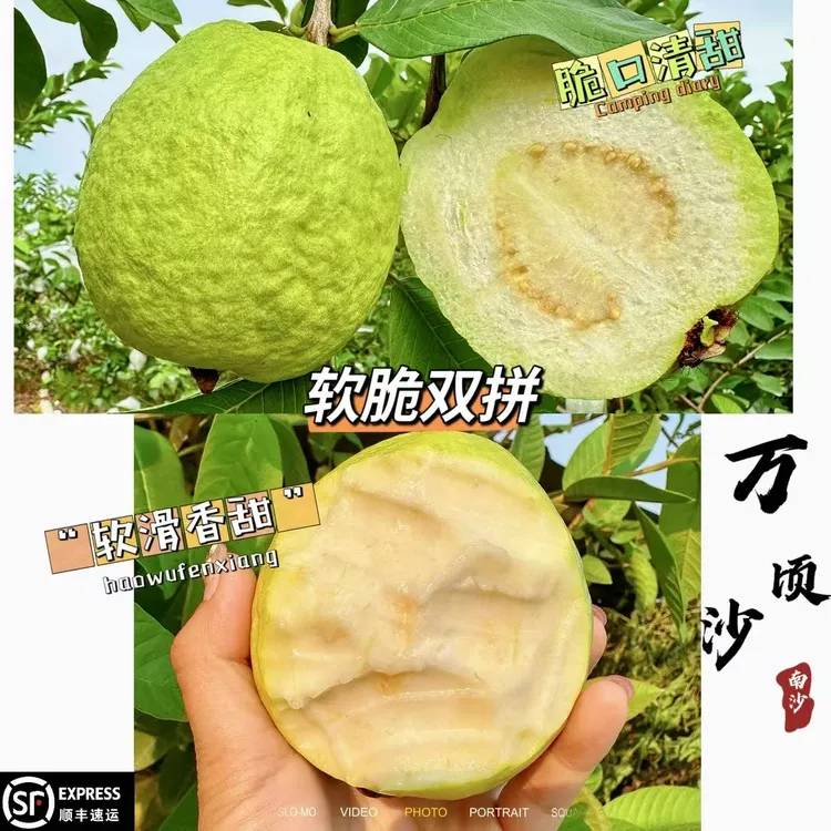 【软脆双拼】南沙番石榴白心水果脆甜芭乐奶油香甜新鲜孕妇当季